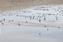 شناسایی ۳۰۸ گونه پرنده در آذربایجان غربی