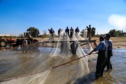 صید ماهی در رودخانه‌ها و تالاب‌های خوزستان ممنوع شد