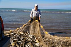 رئیس سازمان شیلات: تولید آبزیان کشور به ۱.۵ میلیون تن در سال ۱۴۰۴ رسید