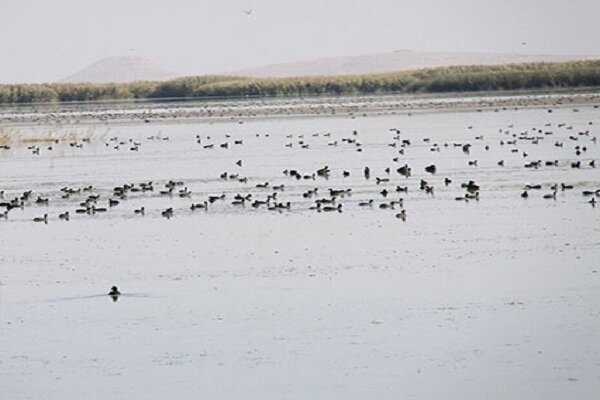 تالاب کانی برازان مهاباد میزبان ۳۵هزار پرنده مهاجر است