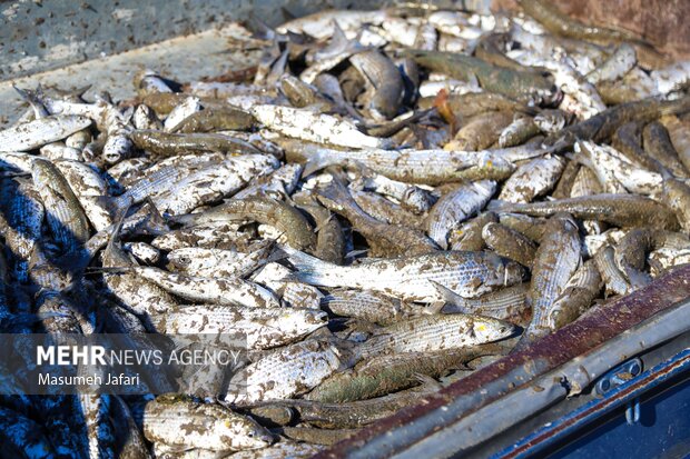 فصل صید ماهیان استخوانی در دریای خزر
