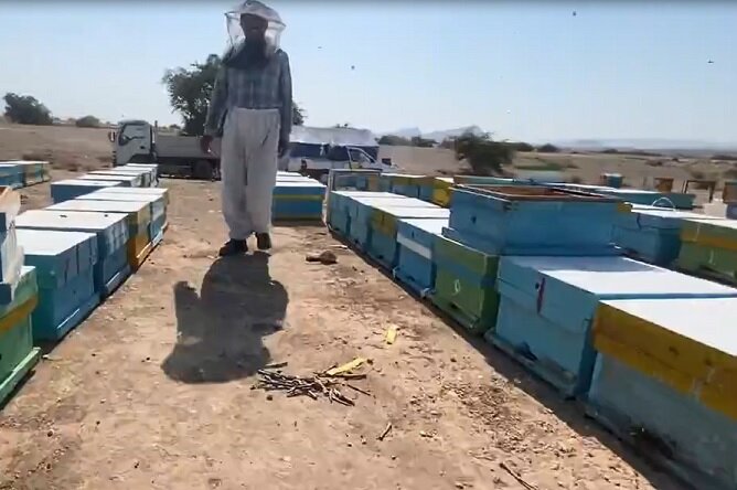 وجود ۳۶۵ هزار کلونی زنبورعسل در استان همدان