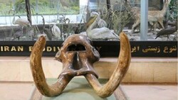 نمایش جمجمه ۹ میلیون ساله ماموت در موزه تنوع زیستی پردیسان