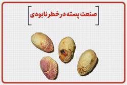 صنعت پسته در خطر نابودی