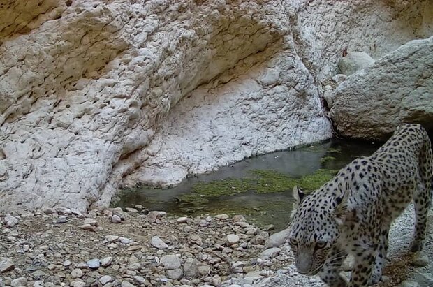 VIDEO: Persian leopard spotted in Fars province 