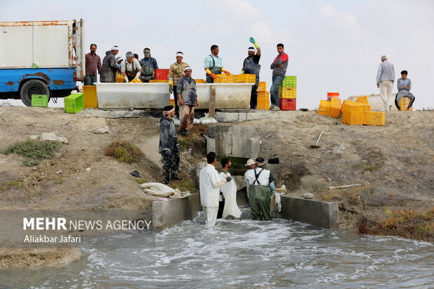 Shrimp farming complex in Gomishan
