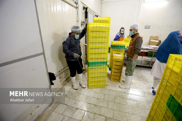 Shrimp farming complex in Gomishan
