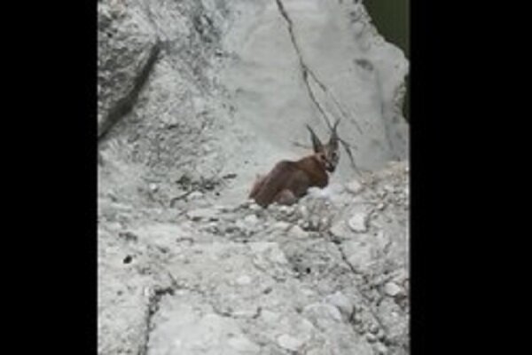 VIDEO: Caracal spotted in Dashtestan