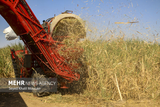 Harvesting sugarcane begins in Khuzestan