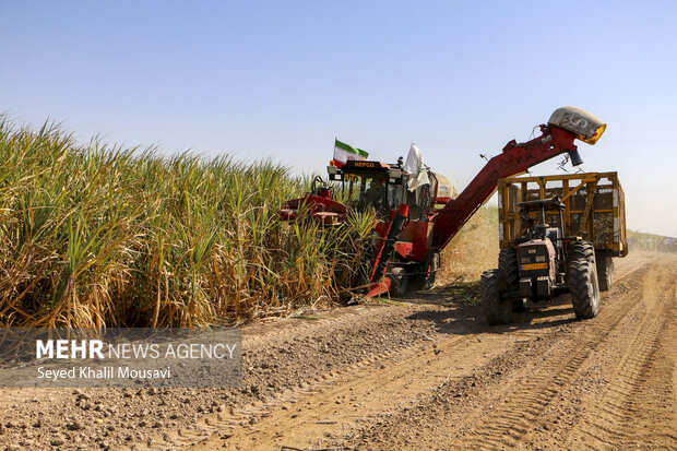 Harvesting sugarcane begins in Khuzestan