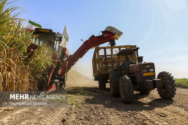 Harvesting sugarcane begins in Khuzestan