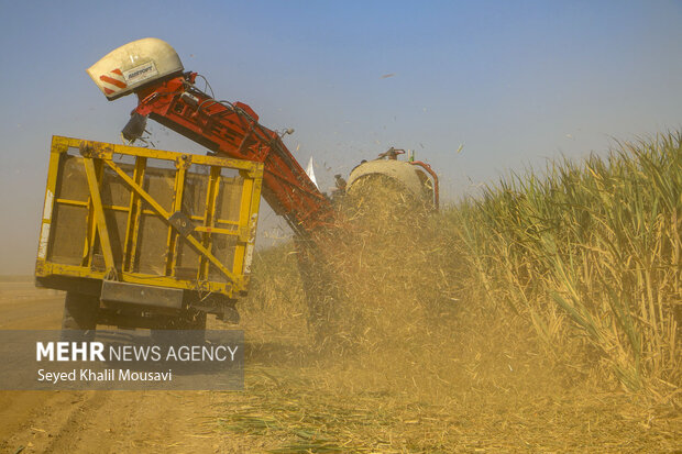 Harvesting sugarcane begins in Khuzestan