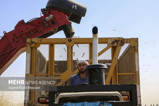 Harvesting sugarcane begins in Khuzestan