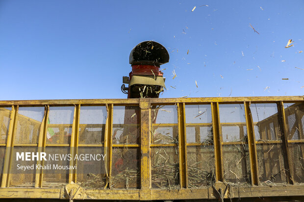 Harvesting sugarcane begins in Khuzestan