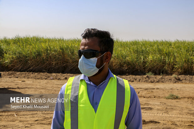 Harvesting sugarcane begins in Khuzestan