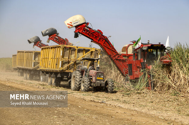 Harvesting sugarcane begins in Khuzestan