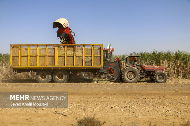 Harvesting sugarcane begins in Khuzestan