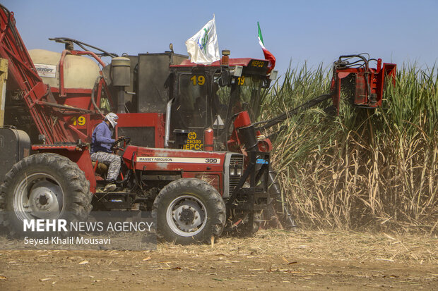 Harvesting sugarcane begins in Khuzestan