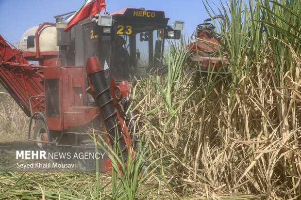 Harvesting sugarcane begins in Khuzestan