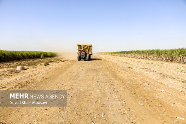 Harvesting sugarcane begins in Khuzestan