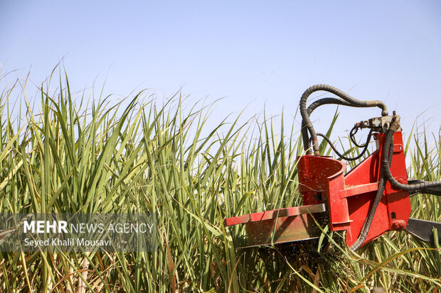 Harvesting sugarcane begins in Khuzestan