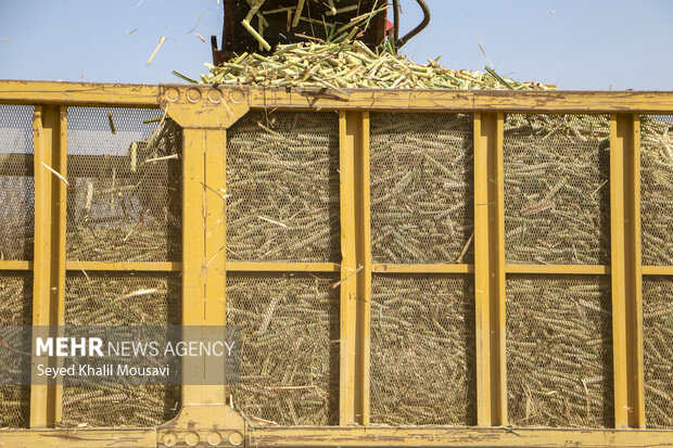 Harvesting sugarcane begins in Khuzestan