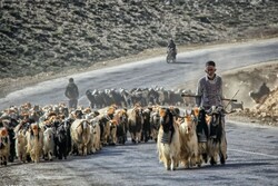 ردیف مستقل ملی برای راه های عشایری اختصاص داده شود