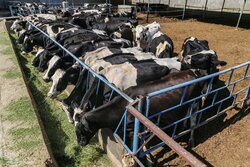 پرداخت تسهیلات حمایتی به دامداران و مرغداران روستایی و عشایری فارس