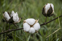 اجرای طرح پایلوت کشت مکانیزه پنبه در گلستان برای برداشت ماشینی