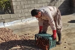 سالانه ۱۵۰۰ تن گردو در باغات ایلام برداشت می شود