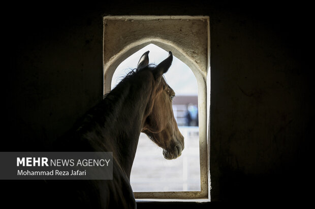 Endurance horse racing in Isfahan