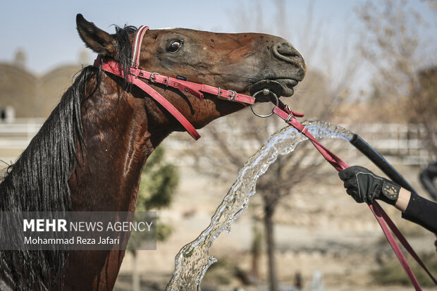 Endurance horse racing in Isfahan