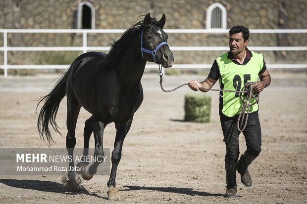 Endurance horse racing in Isfahan