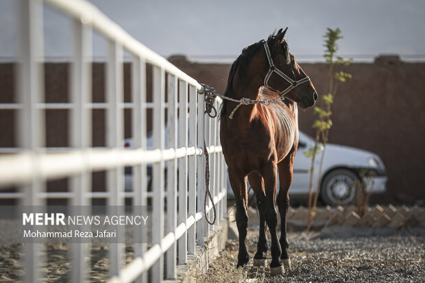 Endurance horse racing in Isfahan