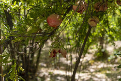 Pomegranate harvest in Chaharmahal and Bakhtiari Prov.
