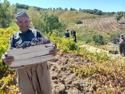 مشارکت روستاییان مرزنشین در برداشت انگور سیاه صادراتی