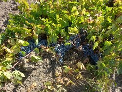 Harvesting black grapes in Kordestan