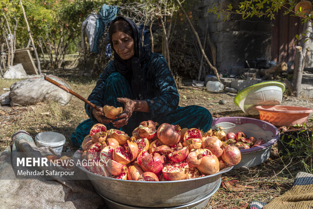 Pomegranate harvest in Chaharmahal and Bakhtiari Prov.
