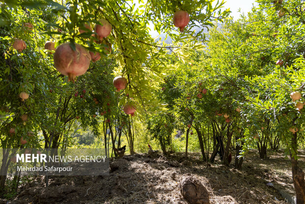 Pomegranate harvest in Chaharmahal and Bakhtiari Prov.
