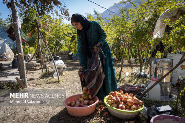 Pomegranate harvest in Chaharmahal and Bakhtiari Prov.
