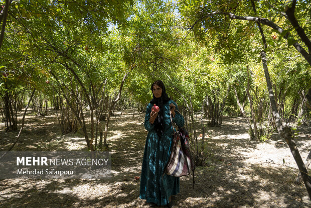 Pomegranate harvest in Chaharmahal and Bakhtiari Prov.
