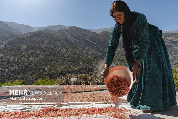 Pomegranate harvest in Chaharmahal and Bakhtiari Prov.
