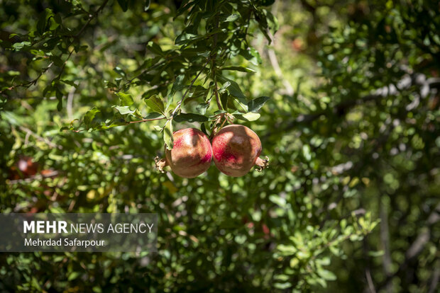 Pomegranate harvest in Chaharmahal and Bakhtiari Prov.
