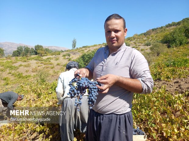 Harvesting black grapes in Kordestan
