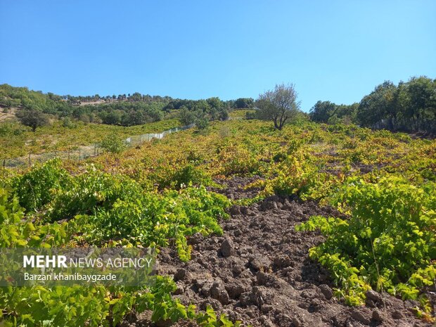 Harvesting black grapes in Kordestan
