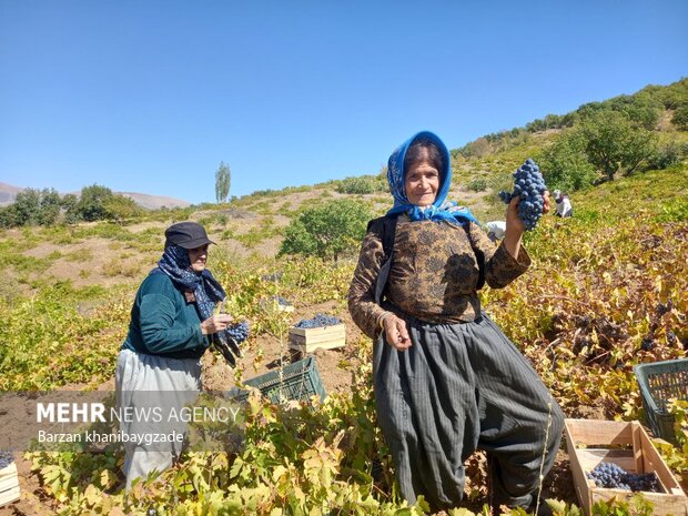 مشارکت روستاییان مرزنشین در برداشت انگور سیاه صادراتی