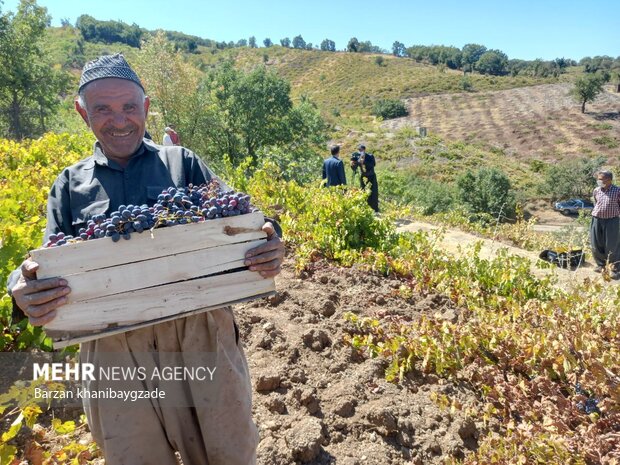 مشارکت روستاییان مرزنشین در برداشت انگور سیاه صادراتی