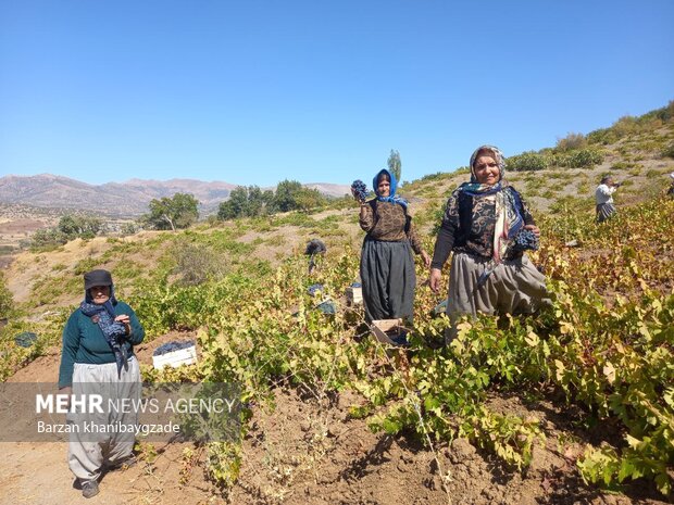 Harvesting black grapes in Kordestan
