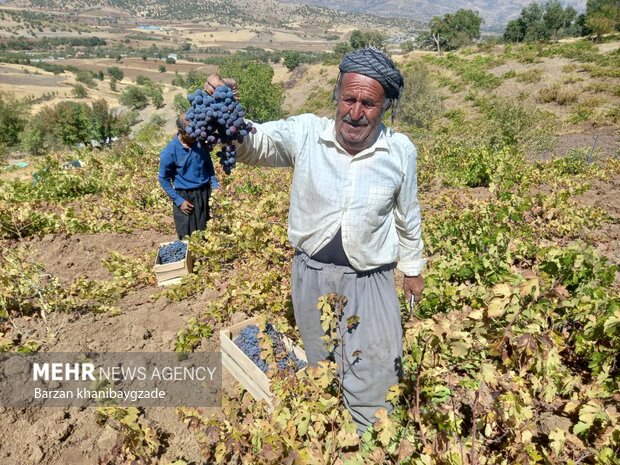 مشارکت روستاییان مرزنشین در برداشت انگور سیاه صادراتی