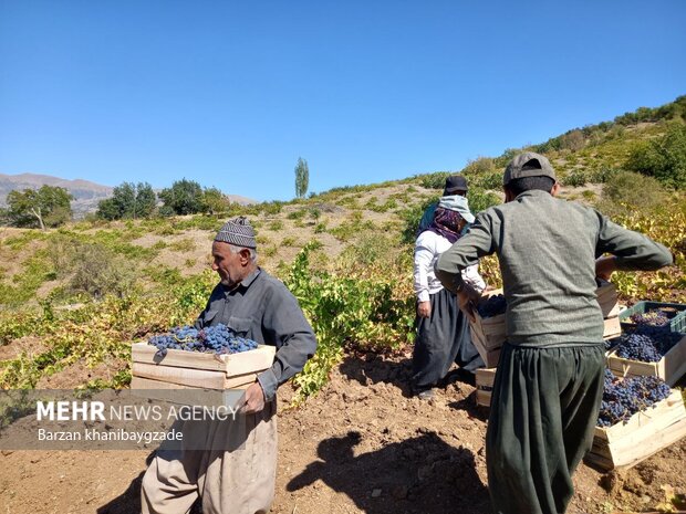 Harvesting black grapes in Kordestan
